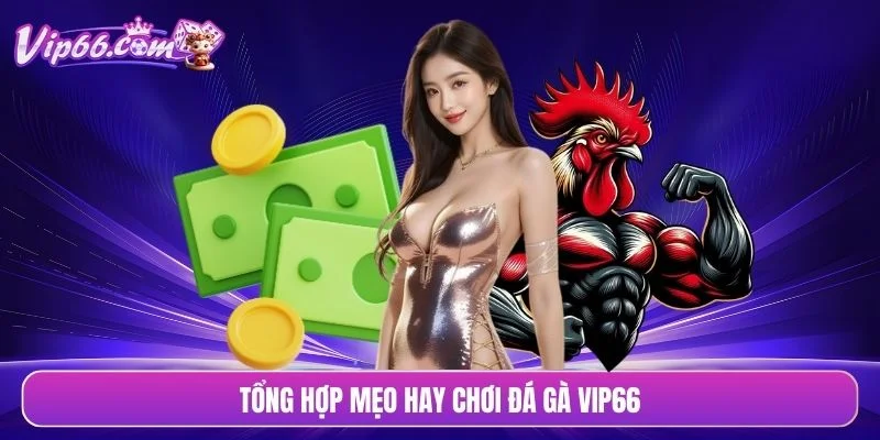 Tổng hợp mẹo hay chơi đá gà VIP66